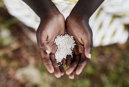 Mauritanie : lancement d’un programme de 2 millions $ pour améliorer la sécurité alimentaire à Nouakchott 