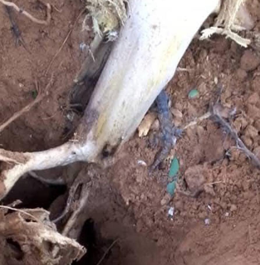 Tragédie à Basra : une jeune femme tuée par la foudre