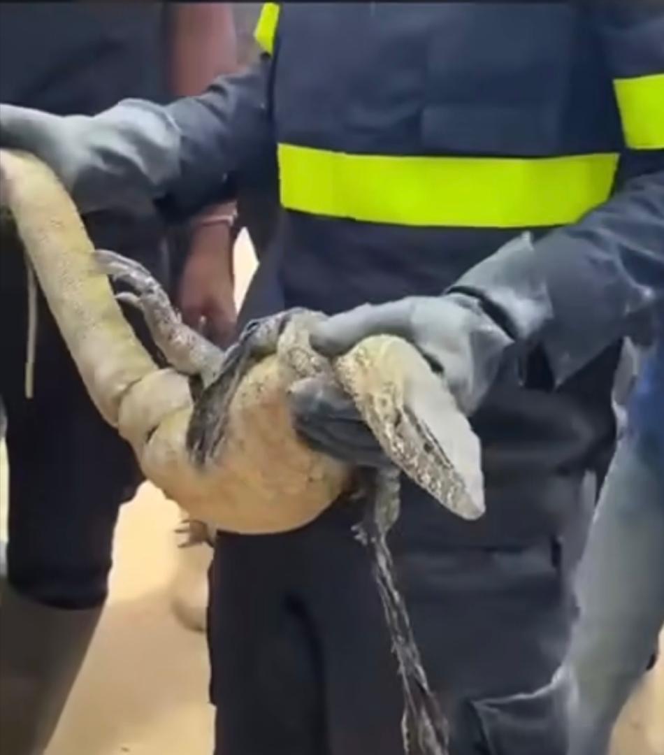 Mgaizira 3 : la traque d’un mystérieux reptile se termine par un varan
