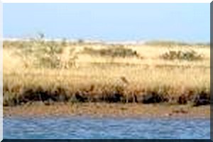 Déficit aigu des eaux pluviales dans des zones étendues du Hodh Charghi