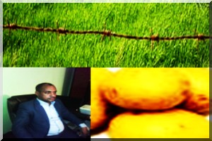 Rosso- Mpourié -Autosuffisance alimentaire: Après un rendement moyen de 5,6 tonne/ha sur la production du riz, pourquoi pas le maraîchage?