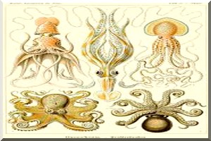 Céphalopodes : Concession mauritanienne sur 3000 tonnes