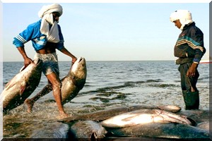  Fin à Nouadhibou de l'arrêt biologique pour la pêche artisanale