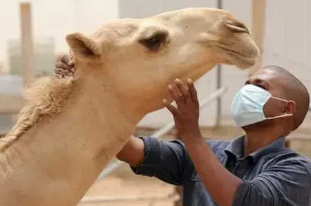 La victime de la fièvre de la vallée du Rift séjournait à R’Kiz avant de venir à Rosso 