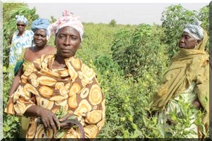 Le licenciement frappe de nouveau en Mauritanie 