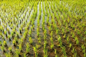 Mauritanie : le secteur agricole bénéficiera de 498 millions d’ouguiyas du programme contrat Etat/SNAT