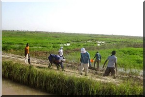  Les riziculteurs demandent aux parlementaires de les aider à surmonter la crise qui secoue le secteur