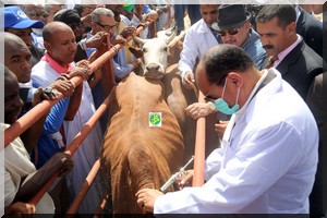 Le Chef de l'Etat supervise à Awleigatt le lancement de la campagne nationale de vaccination du cheptel 2016-2017