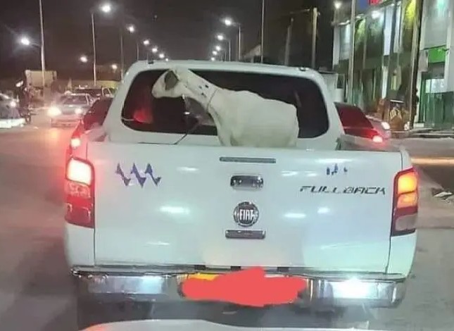 La SOMELEC sévit contre l’un de ses cadres qui a transporté un mouton dans une voiture de service