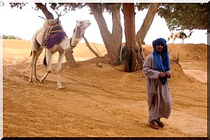 Nouvelle : Le chamelier