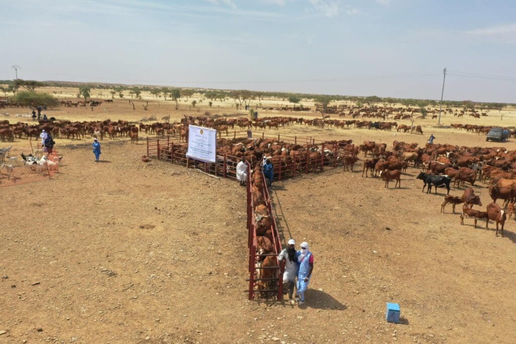 Le ministère de l’élevage suspend momentanément la vaccination du cheptel