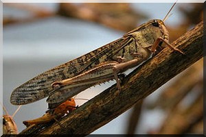 Une résurgence du criquet pèlerin au Yémen menace les pays voisins (FAO)
