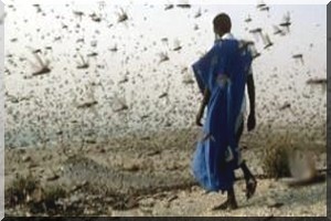Des essaims de criquets signalés en Mauritanie 