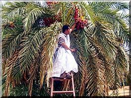 Quand 'Guetna ' rime mal avec 'Ramadan '.     