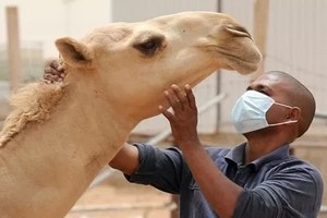 Découverte d’un cas de la fièvre du Rift au Trarza