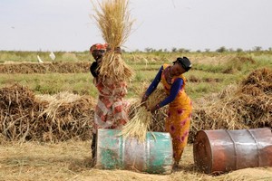 Mauritanie : l’Etat diminuera le taux d’intérêt agricole de 6% pour accompagner les agriculteurs