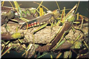 Sahel: Risque d’invasion de criquets élevé   