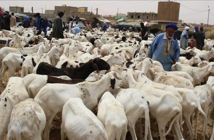 L’approvisionnement du marché sénégalais en moutons de sacrifices évoqué lors d’une réunion à Rosso 