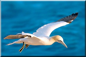 Massacre des fous de Bassan: Des milliers d’oiseaux de mer congelés dans un chalutier chinois