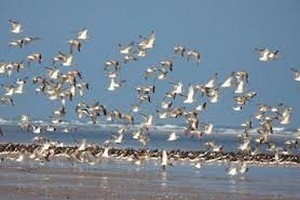 Réserve ornithologique du PNBA : 20% d’augmentation des limicoles
