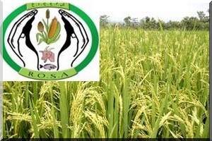 Réseau des ONGs sur la sécurité Alimentaire (ROSA): Alerte