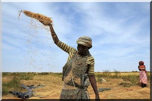 La Mauritanie engage des réformes foncières pour atteindre son autosuffisance rizicole 