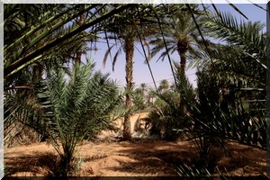 Tidjikja : campagne de sensibilisation contre le charançon rouge