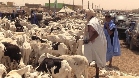 Mauritanie : moutons en abondance, mais les prix restent élevés