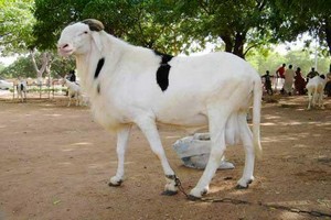 Le mouton de Tabaski, indicateur de l’inflation ?