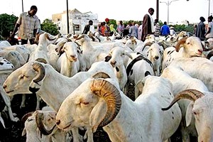 «Les difficultés font que les éleveurs ne peuvent pas venir tôt»