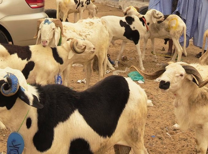 Vidéo -Mauritanie: les «moutons de case» de Nouakchott sacrifiés au Sénégal