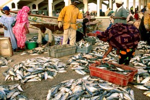 Il faut mettre fin à l’élevage intensif de poissons carnivores dépendant de la farine de poisson d’Afrique de l’Ouest