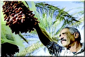  Mobilisation régionale pour protéger le palmier dattier et l’olivier : Lutte contre le charançon rouge et la bactérie «Xylella fastidiosa»