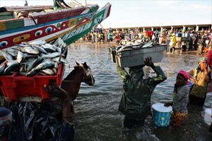 La pêche artisanale en Afrique fournit le plus de moyens de subsistance tirés des océans