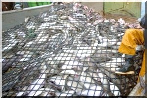 Transparence dans le secteur de la pêche : La Mauritanie à l’honneur