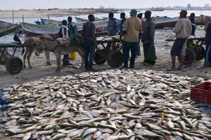 L'accord de pêche entre la Mauritanie et le Sénégal finalisé