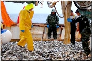 Augmentation des prix des licences et fixation de quotas : La pêche se meurt