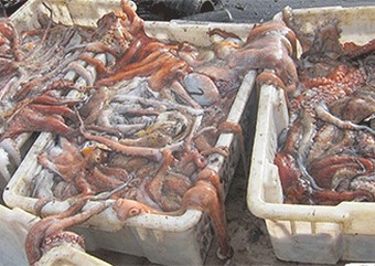 80% des femelles prêtent à pondre: l’IMROP préconise une rigueur totale dans l’arrêt biologique