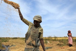 Mauritanie : la forte houle menace la production rizicole