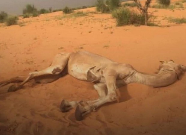 Diphtérie et fièvre de la vallée du Rift à l’Assaba : la situation s’aggrave, le silence des autorités inquiète