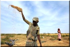 Secteur de l’agriculture : La désillusion des producteurs