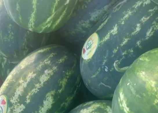 La saison des pastèques en Mauritanie se poursuit avec une production tardive