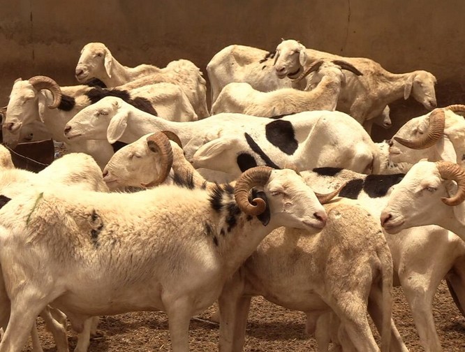 Mauritanie. 760 dollars pour la Tabaski: quand le sacrifice n’est plus à la portée du commun des mortels