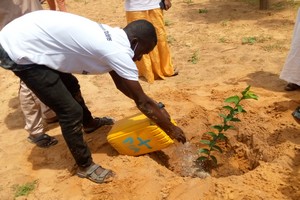 Boghé : à Thide, reboisement de plantes fruitières [Photoreportage]