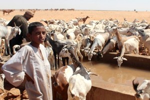 400 tonnes d’aliment de bétail pour les éleveurs du Trarza