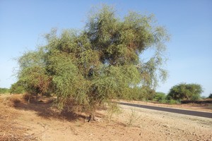 Aliment de bétail à base de Typha et de Toogga, brevet d’invention OAPI
