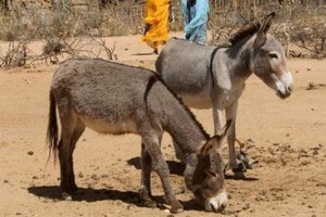 Vidéo : les ânes d’Afrique sacrifiés sur l'autel de la 