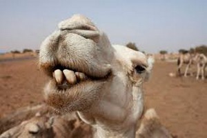 Fièvre de la vallée du Rift : De nouvelles victimes